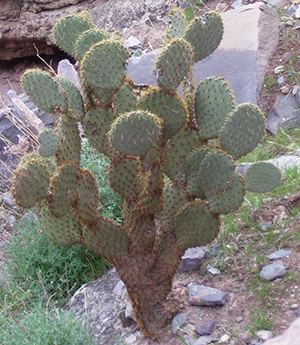 Cactus from the Grand Canyon